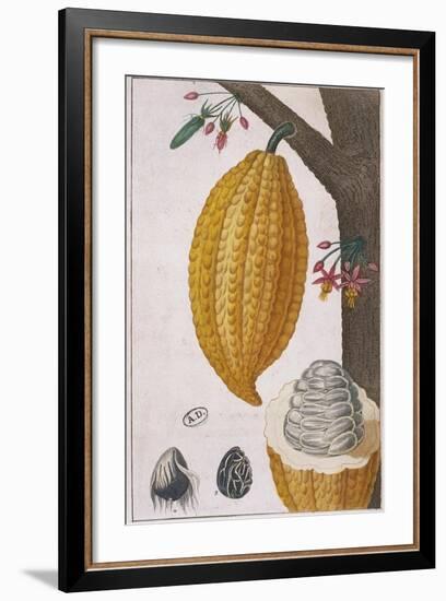 Plant and Fruit of Cacao Tree Theobroma Cacao, Colour Print-null-Framed Giclee Print