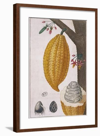 Plant and Fruit of Cacao Tree Theobroma Cacao, Colour Print-null-Framed Giclee Print