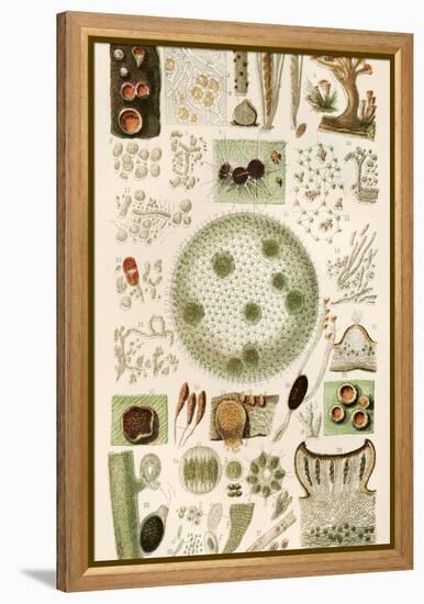 Plant And Fungi Microscopy, 19th Century-Science Photo Library-Framed Premier Image Canvas