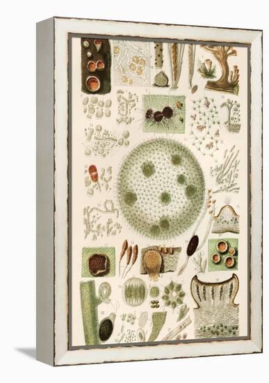 Plant And Fungi Microscopy, 19th Century-Science Photo Library-Framed Premier Image Canvas