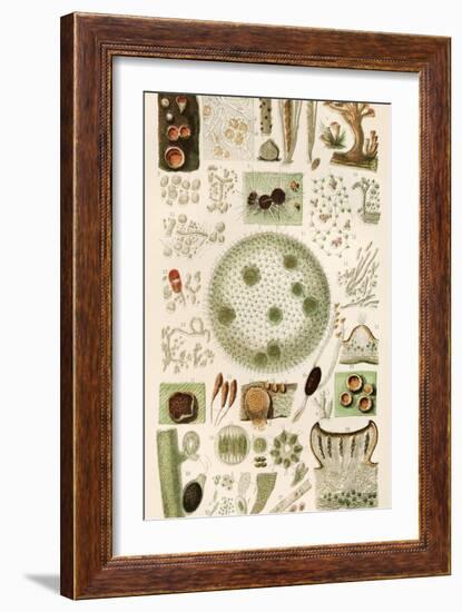 Plant And Fungi Microscopy, 19th Century-Science Photo Library-Framed Photographic Print