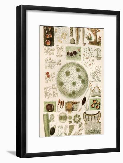 Plant And Fungi Microscopy, 19th Century-Science Photo Library-Framed Photographic Print