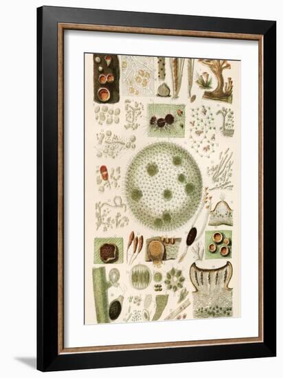 Plant And Fungi Microscopy, 19th Century-Science Photo Library-Framed Photographic Print