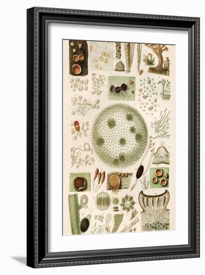 Plant And Fungi Microscopy, 19th Century-Science Photo Library-Framed Photographic Print