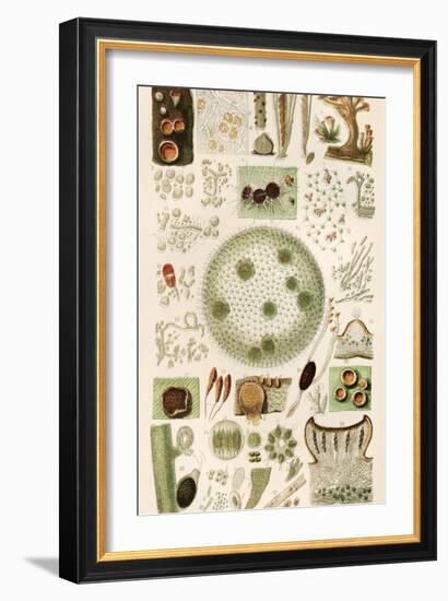 Plant And Fungi Microscopy, 19th Century-Science Photo Library-Framed Photographic Print