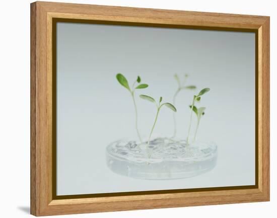 Plant Biotechnology-Lawrence Lawry-Framed Premier Image Canvas