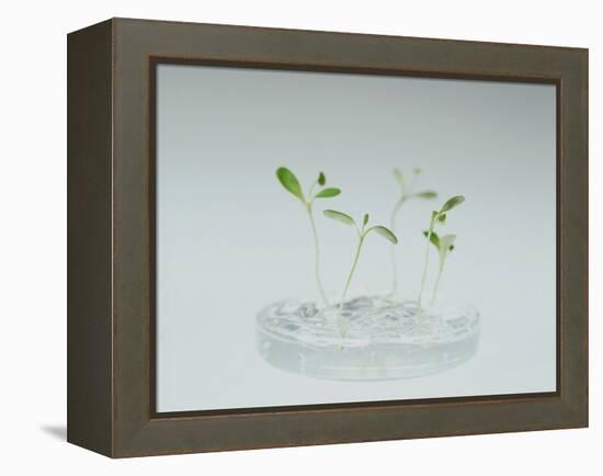 Plant Biotechnology-Lawrence Lawry-Framed Premier Image Canvas