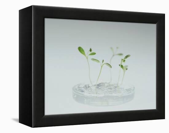 Plant Biotechnology-Lawrence Lawry-Framed Premier Image Canvas