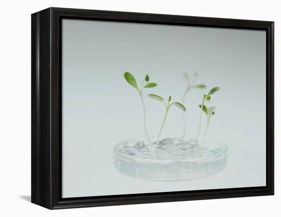 Plant Biotechnology-Lawrence Lawry-Framed Premier Image Canvas
