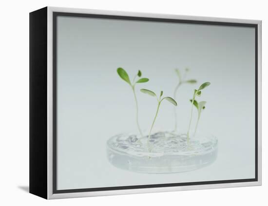 Plant Biotechnology-Lawrence Lawry-Framed Premier Image Canvas