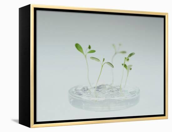 Plant Biotechnology-Lawrence Lawry-Framed Premier Image Canvas