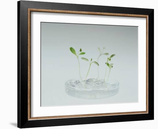 Plant Biotechnology-Lawrence Lawry-Framed Photographic Print