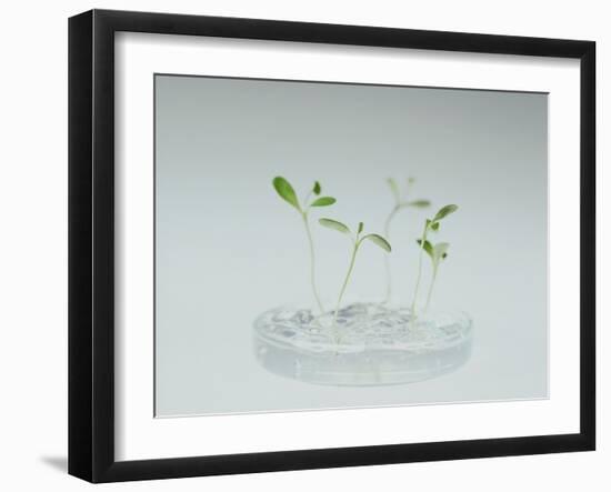 Plant Biotechnology-Lawrence Lawry-Framed Photographic Print