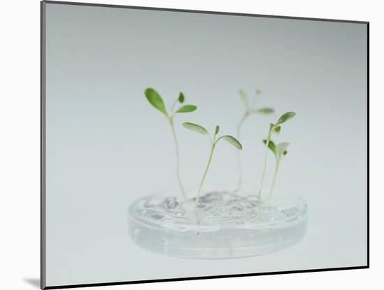 Plant Biotechnology-Lawrence Lawry-Mounted Photographic Print