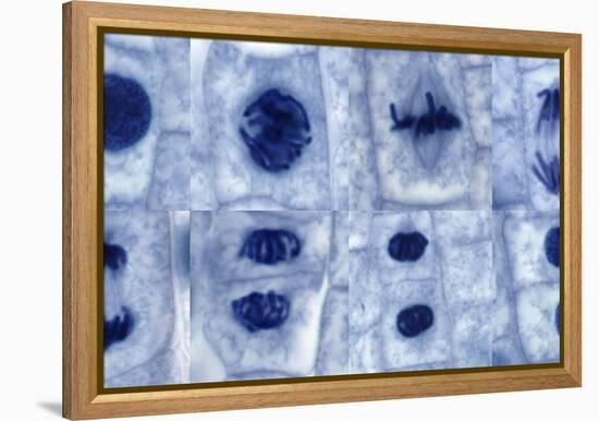 Plant Cell Mitosis, Light Micrograph-Steve Gschmeissner-Framed Premier Image Canvas