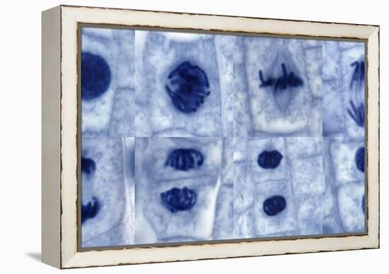 Plant Cell Mitosis, Light Micrograph-Steve Gschmeissner-Framed Premier Image Canvas