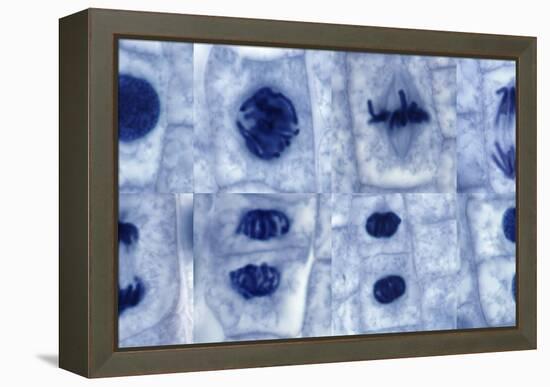 Plant Cell Mitosis, Light Micrograph-Steve Gschmeissner-Framed Premier Image Canvas