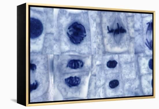 Plant Cell Mitosis, Light Micrograph-Steve Gschmeissner-Framed Premier Image Canvas