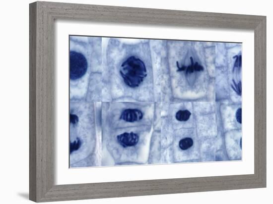 Plant Cell Mitosis, Light Micrograph-Steve Gschmeissner-Framed Photographic Print