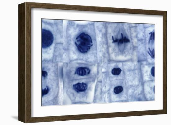 Plant Cell Mitosis, Light Micrograph-Steve Gschmeissner-Framed Photographic Print