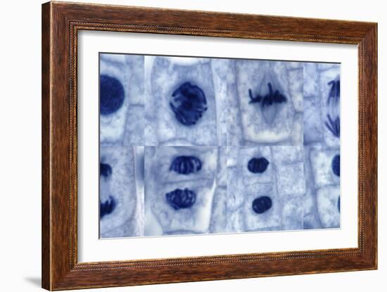 Plant Cell Mitosis, Light Micrograph-Steve Gschmeissner-Framed Photographic Print