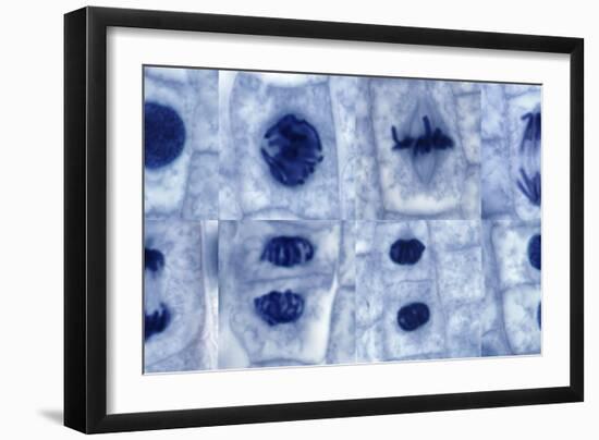 Plant Cell Mitosis, Light Micrograph-Steve Gschmeissner-Framed Photographic Print