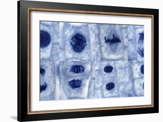 Plant Cell Mitosis, Light Micrograph-Steve Gschmeissner-Framed Photographic Print