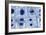 Plant Cell Mitosis, Light Micrograph-Steve Gschmeissner-Framed Photographic Print