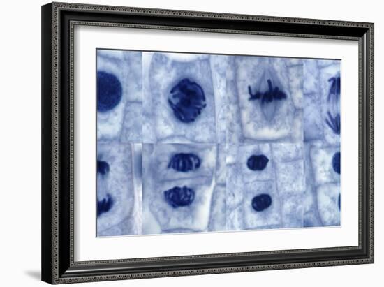Plant Cell Mitosis, Light Micrograph-Steve Gschmeissner-Framed Photographic Print