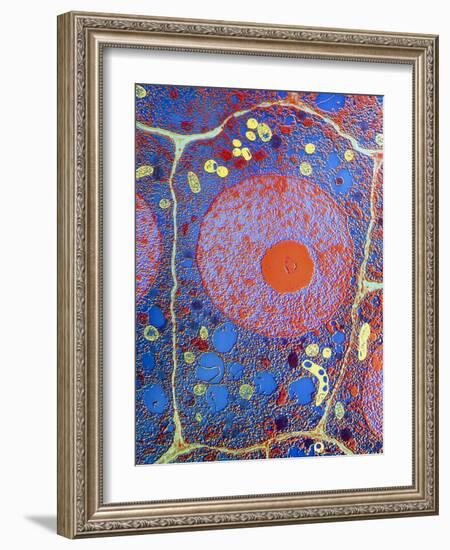 Plant Cell-Dr. Jeremy Burgess-Framed Photographic Print