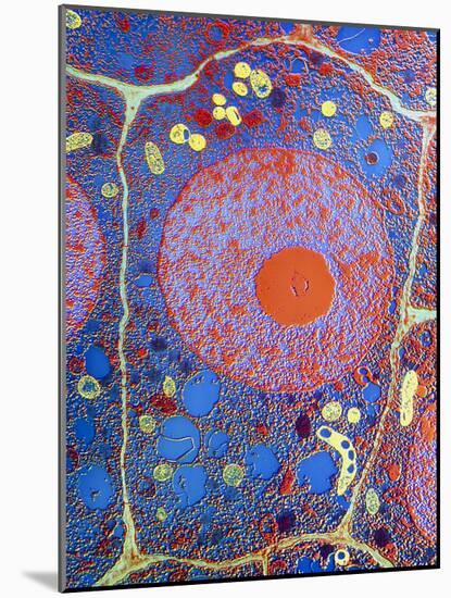 Plant Cell-Dr. Jeremy Burgess-Mounted Photographic Print