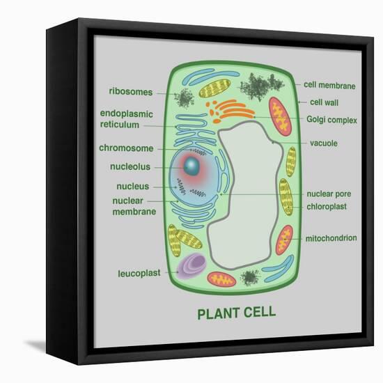 Plant Cell-Gwen Shockey-Framed Premier Image Canvas