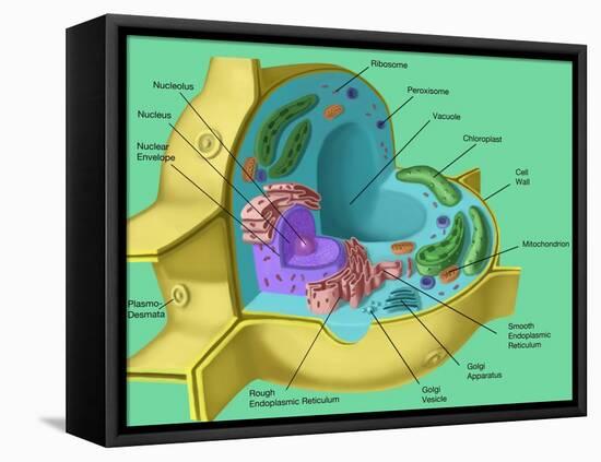 Plant Cell-Spencer Sutton-Framed Premier Image Canvas