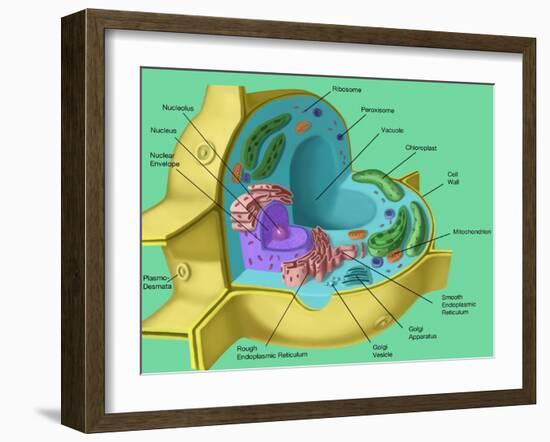 Plant Cell-Spencer Sutton-Framed Giclee Print