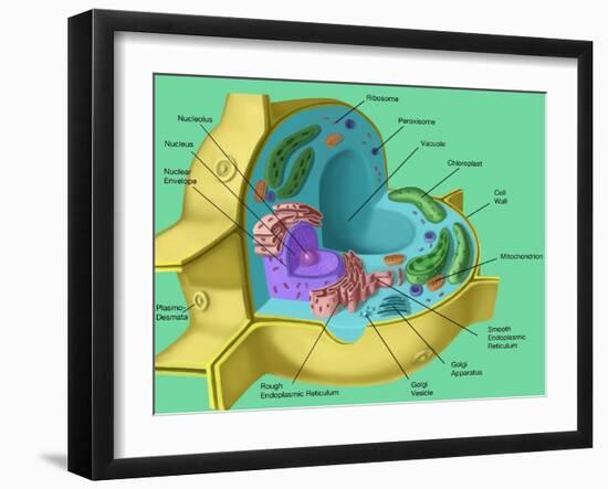 Plant Cell-Spencer Sutton-Framed Giclee Print