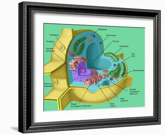 Plant Cell-Spencer Sutton-Framed Giclee Print