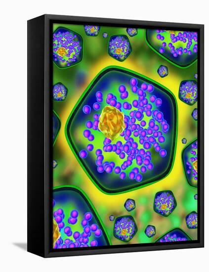 Plant Cells, Artwork-Mehau Kulyk-Framed Premier Image Canvas