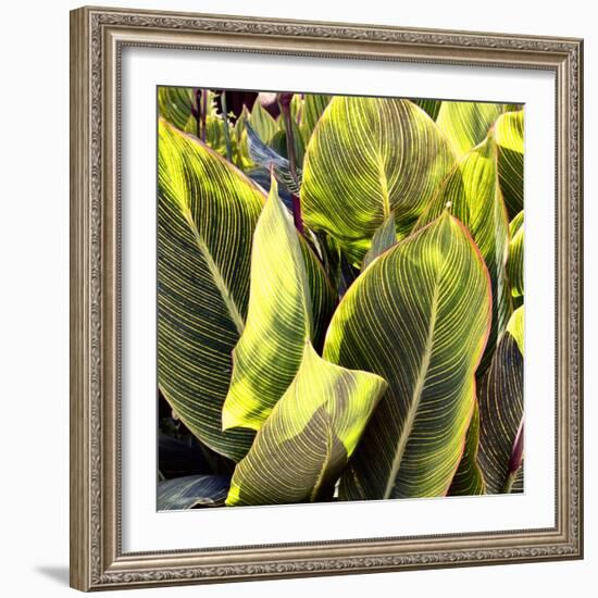 Plant Exploration II-Emily Navas-Framed Photographic Print