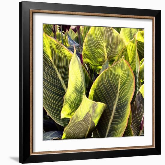 Plant Exploration II-Emily Navas-Framed Photographic Print