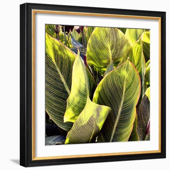 Plant Exploration II-Emily Navas-Framed Photographic Print