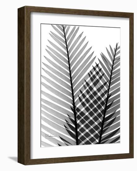 Plant Fronds, X-ray-Koetsier Albert-Framed Photographic Print