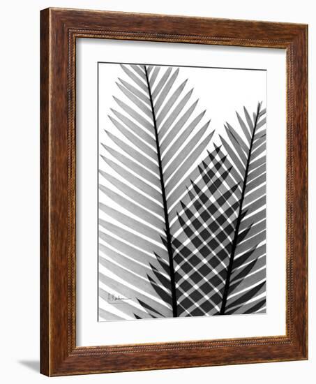 Plant Fronds, X-ray-Koetsier Albert-Framed Photographic Print