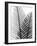 Plant Fronds, X-ray-Koetsier Albert-Framed Photographic Print