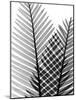 Plant Fronds, X-ray-Koetsier Albert-Mounted Photographic Print