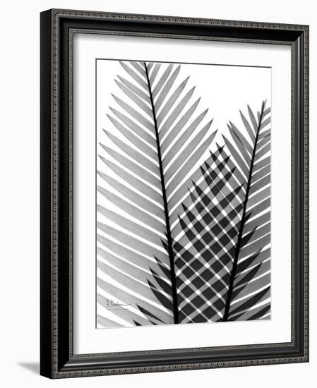 Plant Fronds, X-ray-Koetsier Albert-Framed Photographic Print