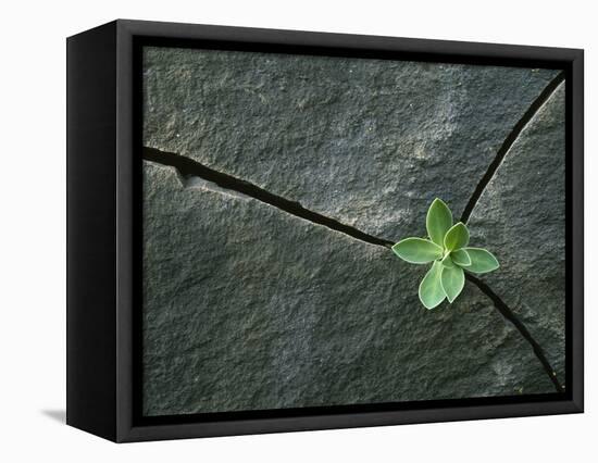 Plant Growing in Cracked Boulder-Micha Pawlitzki-Framed Premier Image Canvas