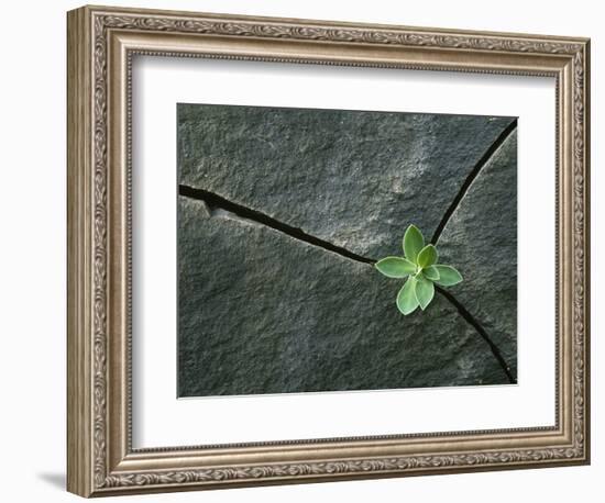 Plant Growing in Cracked Boulder-Micha Pawlitzki-Framed Photographic Print