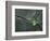 Plant Growing in Cracked Boulder-Micha Pawlitzki-Framed Photographic Print