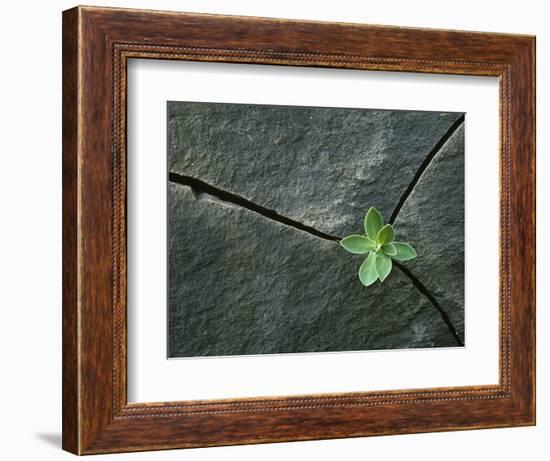 Plant Growing in Cracked Boulder-Micha Pawlitzki-Framed Photographic Print