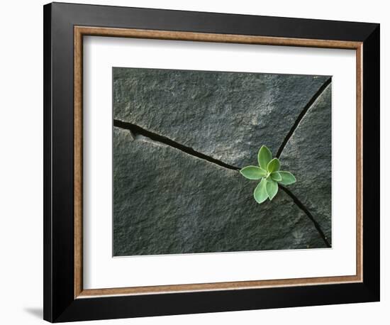 Plant Growing in Cracked Boulder-Micha Pawlitzki-Framed Photographic Print